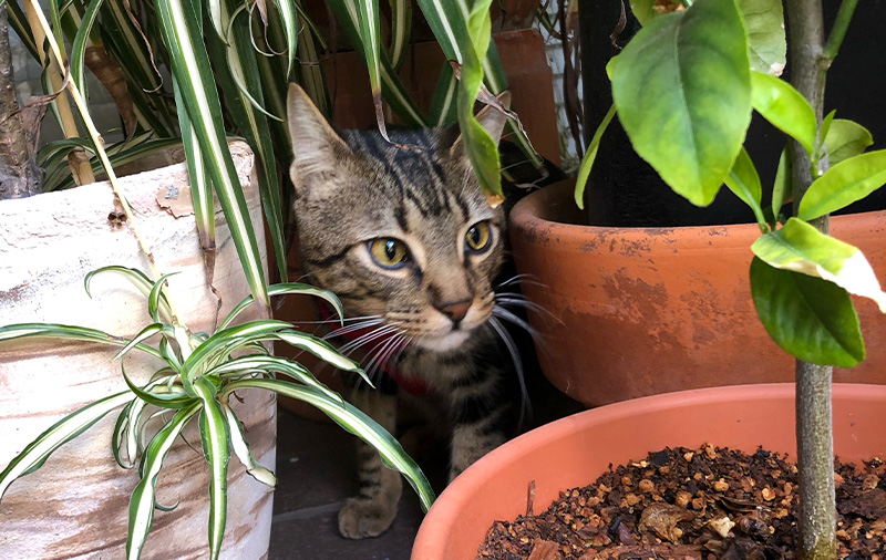 pets-Buddy